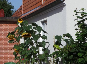 Sonnenblume | Grube
