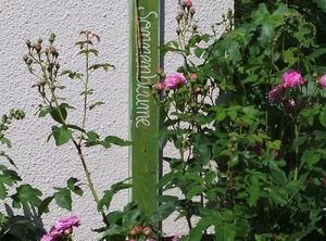 Sonnenblume | Grube