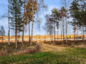Metsätähti | Iltasmaki