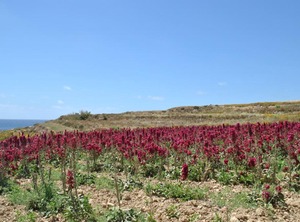 Wind Gozo | Gharb