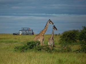 Safari Camp | Serengeti National Park