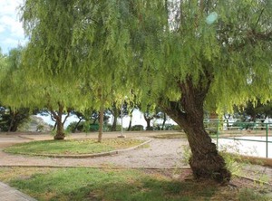 Sainvi | Villajoyosa