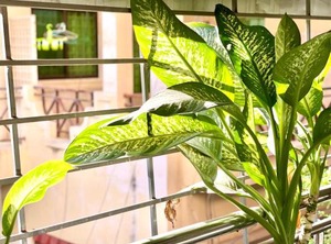 Guesthouse | Daun Penh