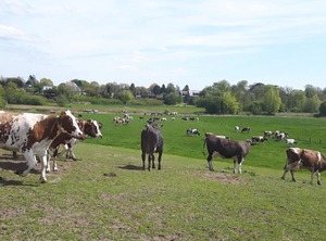 App | Rendsburg