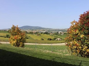 Villa Degli Ulivi | Osimo