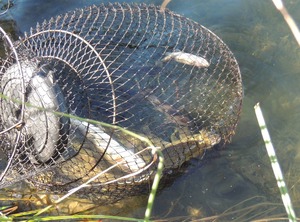 Waterfront Trout | Grey Highlands