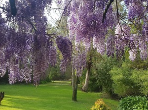 Wisteria Cottage Augusta | Deepdene