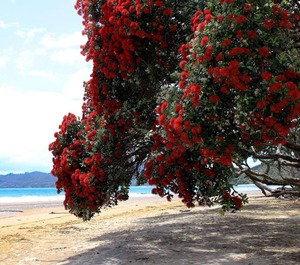 Coopers Beach 