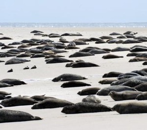 Borkumunterkunft Der Insel 
