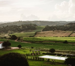 Cottages Vineyard 