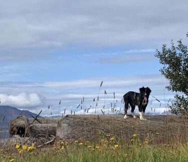 Hauganes House | Áshóll guesthouse - farmstay