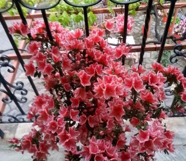 Anilio Hotel | Λευκή Καμέλια