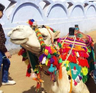 Sohag Boat Rental | قارب اسوانى
