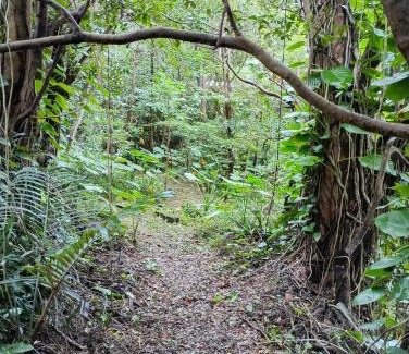 Nago Apartment | ジャングリアに一番近い宿 敷地四千坪以上 一階まるまる貸切 広い敷地内でBBQ可 Forest lnn YANBARU
