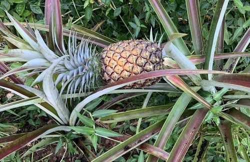 Keaau Apartment | 1st floor 2 bedroom/1 full bath unit on one acre family farm close to Hilo, HI.