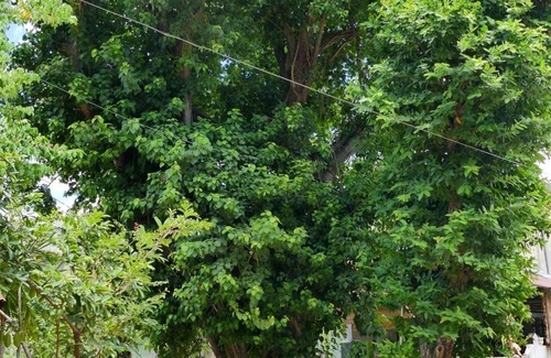 Hue House | 2 guest, 1 bed, 1 bath, a garden