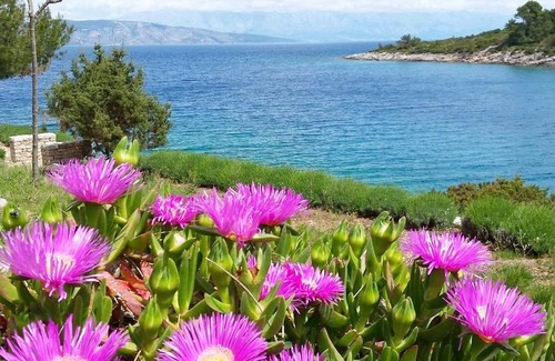 Cove Basina (Jelsa) Apartment | 20 m² Studio flat ∙ 2 guests