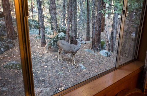 North Wawona Cabin | (4) Pine Creek Cabin at The Redwoods In Yosemite