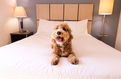 Morris Plains Hotel | 4 Spacious Suites w/Full Kitchen Ideal for Extended Stays - Pets Welcome