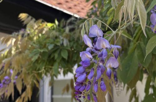 Kaseberga House | 5 star holiday home in Löderup