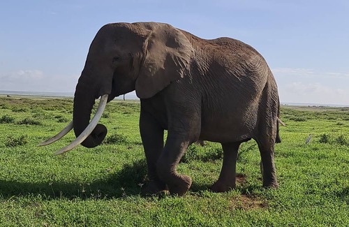 Amboseli Cabin | 50 m² Cabin ∙ 1 bedroom ∙ 3 guests