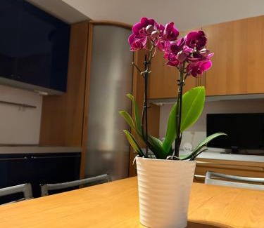 Corato Apartment | A due passi da