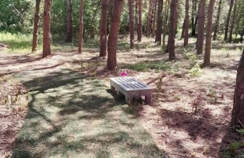 Cass City Cabin | A Frame Bunkie