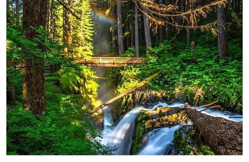 Beaver House | A Relaxing Getaway-A Backwoods Cabin SolDuc River
