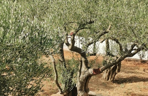 Alexandroupoli Villa | A tastefully decorated rustic country housenPet friendly - ideal for families