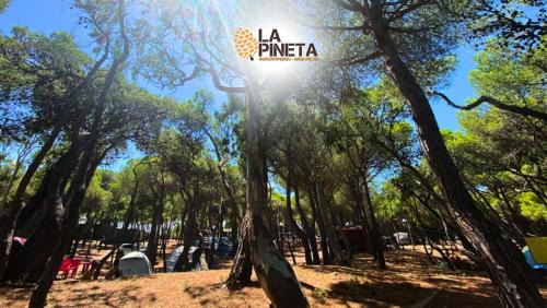 Lesina Marina Other | Agricampeggio La Pineta