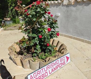 Gerano Bed & Breakfast | Agriturismo Rosso Lampone
