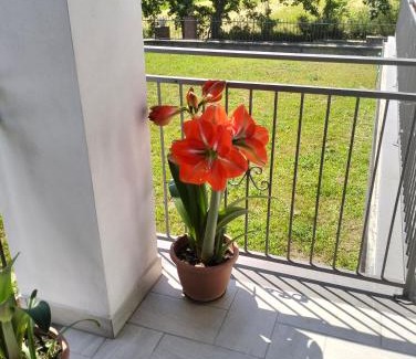 Acquapendente Apartment | alloggio le due querce