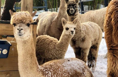Phoenixville Cottage | Alpaca Cottage