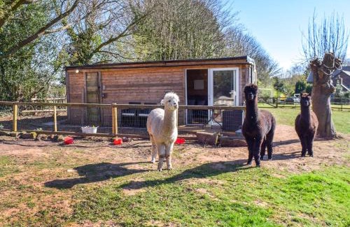 Little Leigh House | Alpaca Lodge