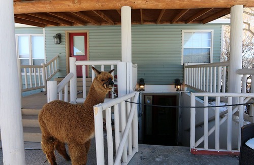 Silt House | Alpaca Paradise & Alpaca Experience!