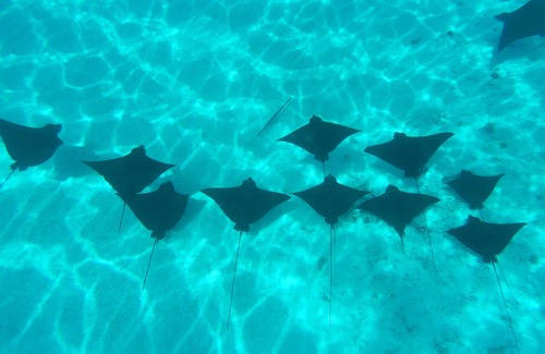 Bora Bora Boat Rental | An amazing cruise juste for you !nBora-Bora, Leeward islands