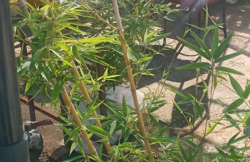 Thika Apartment | An apartment with a rooftop garden in Thika