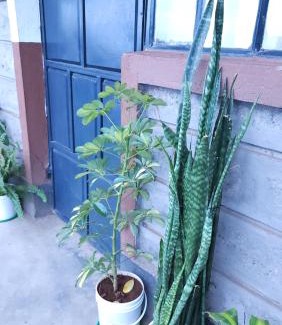 Central Province Apartment | Anna's Bloom and Bed