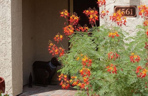 Borrego Springs Condo | ANZA BORREGO DESERT HOME in Private Gated Golf Community of Rams Hill