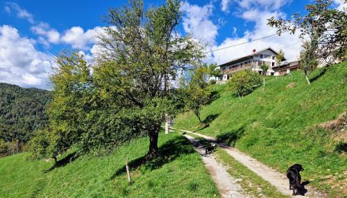 Kambresko Apartment | Apartment Vrhouc
