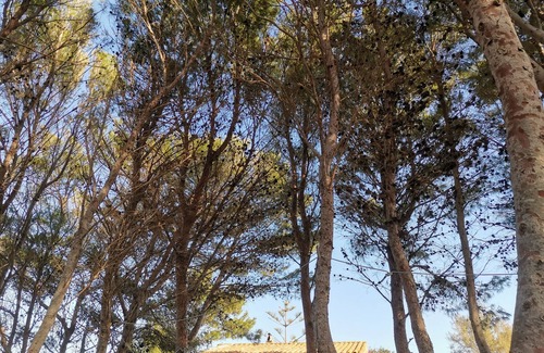 Spiaggia Grande House | apartment with pine forest