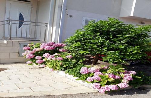 Babin Kuk Apartment | Apartments Pojko - One-Bedroom Apartment with Terrace (Yellow)