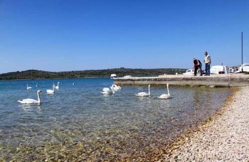 Pirovac Apartment | Apartments with a parking space Pirovac, Sibenik - 15271