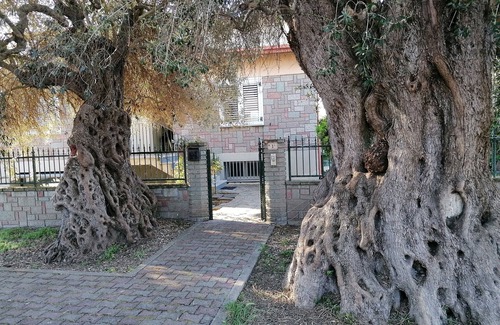 Turri Apartment | Appartamento accogliente in prossimità di parco di olivi centenari