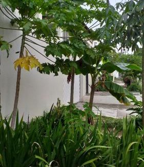 Flores House | Arapiri Guest House