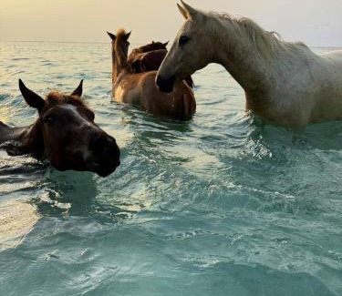 Southwest Sumba Resort | ARYA Sumba Resort - Kodi