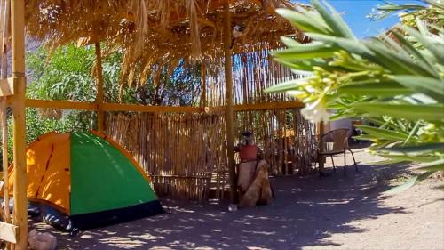 Vicuna Other | Astro Camping Elqui Experience