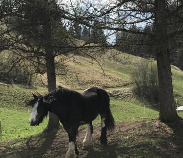 Chateau-d'Oex Bed & Breakfast | Au Pré des Chevaux