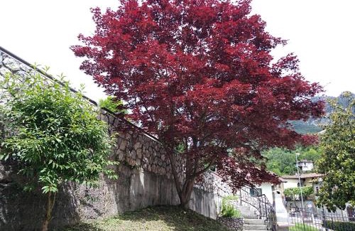 Casto Bed & Breakfast | B&B L'Acero
