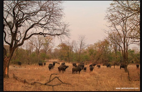 Livingstone Villa | Backpacker's rest stop -10 min from downtown & a hike to the Falls!